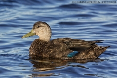 American Black Duck