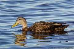 American Black Duck