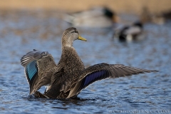 American Black Duck