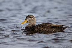 American Black Duck