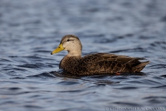 American Black Duck