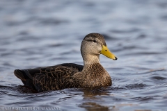 American Black Duck