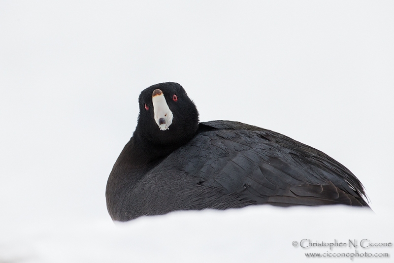 American Coot