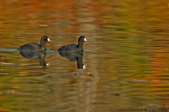 American Coot