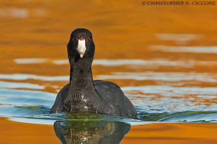 American Coot