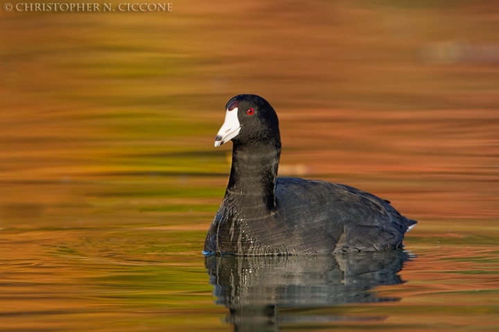 American Coot