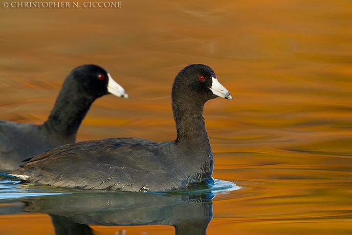 American Coot