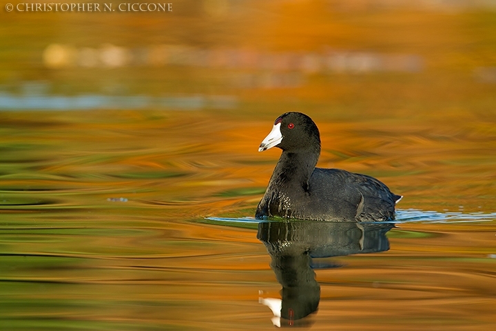 American Coot