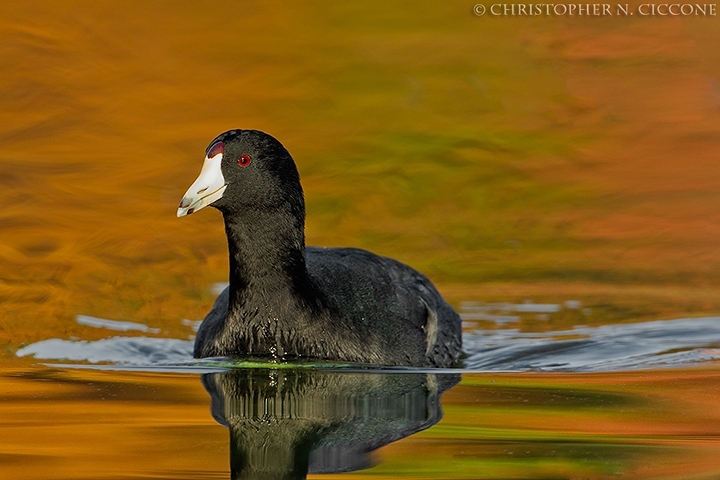 American Coot