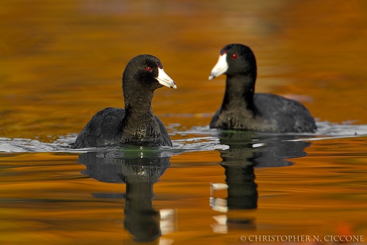 American Coot