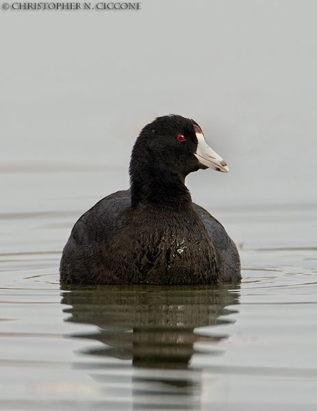 American Coot