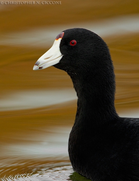 American Coot