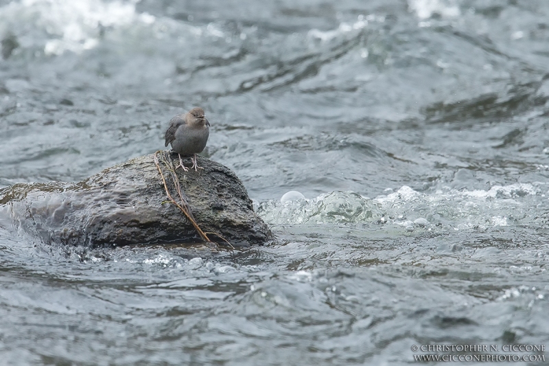 American Dipper