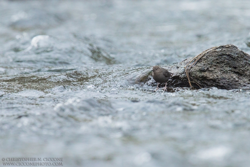 American Dipper