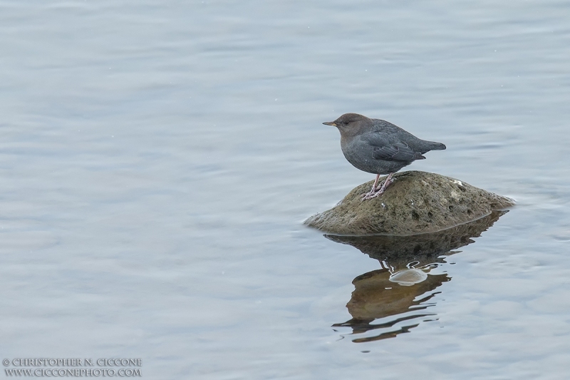 American Dipper