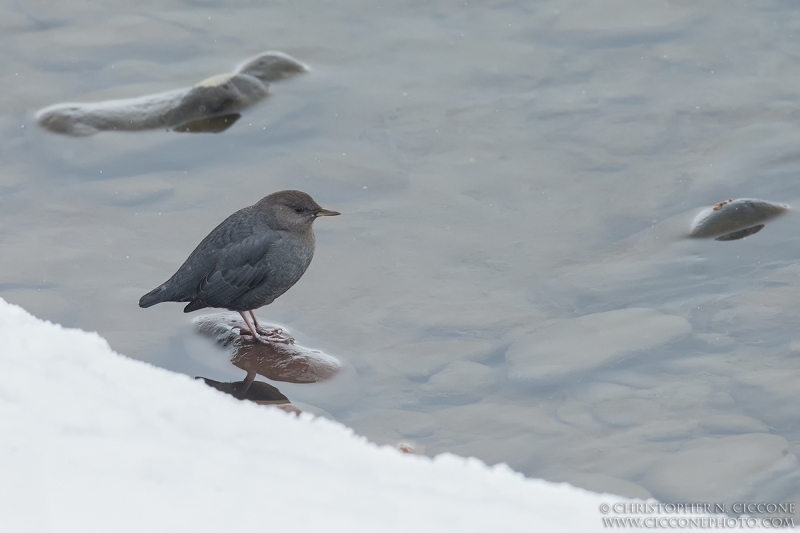 American Dipper