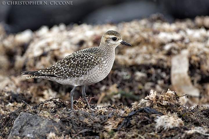 American Golden-Plover