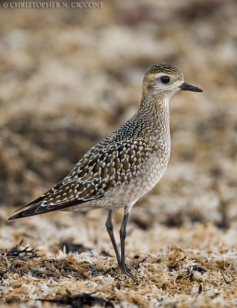 American Golden-Plover