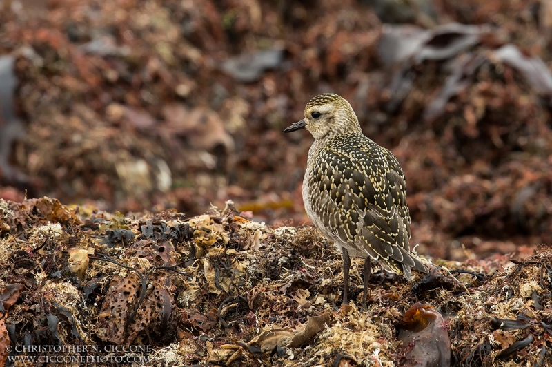 American Golden-Plover