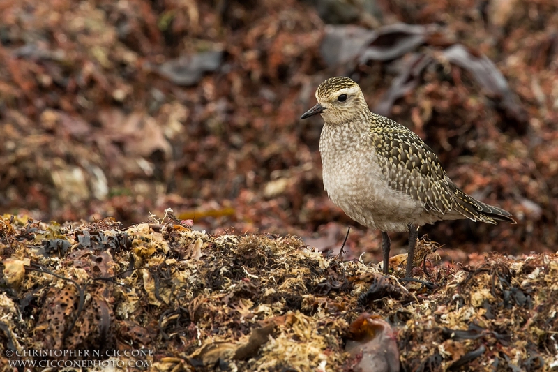 American Golden-Plover