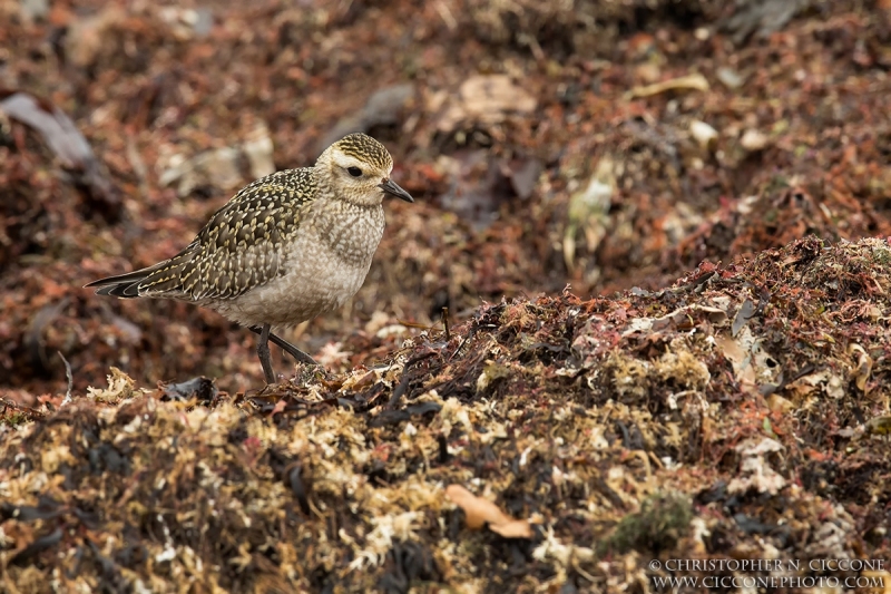 American Golden-Plover