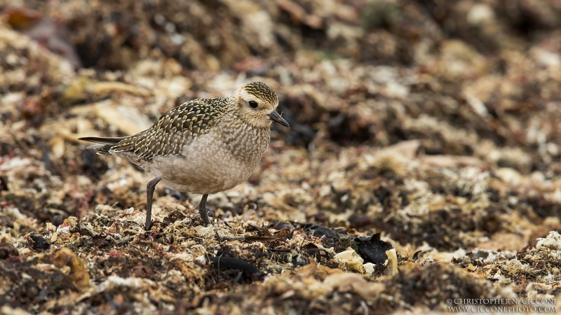 American Golden-Plover