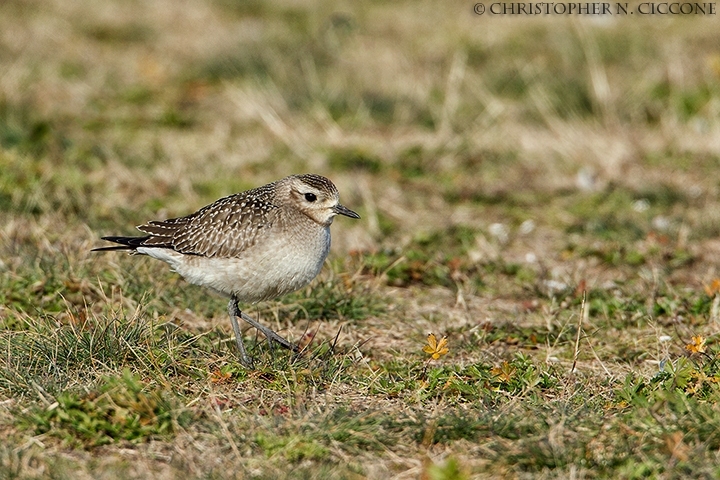 American Golden-Plover