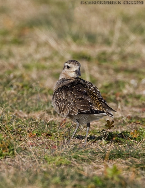 American Golden-Plover