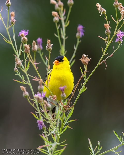 American Goldfinch