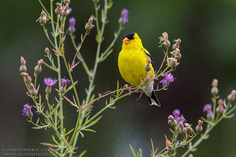 American Goldfinch