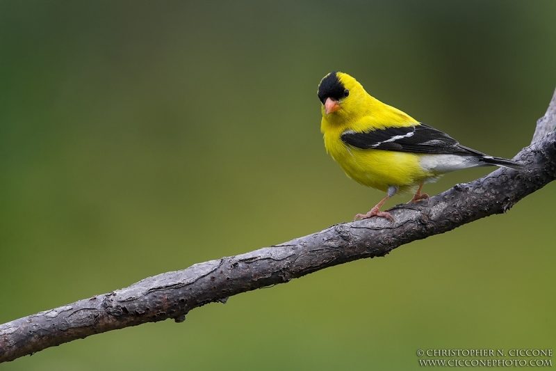 American Goldfinch