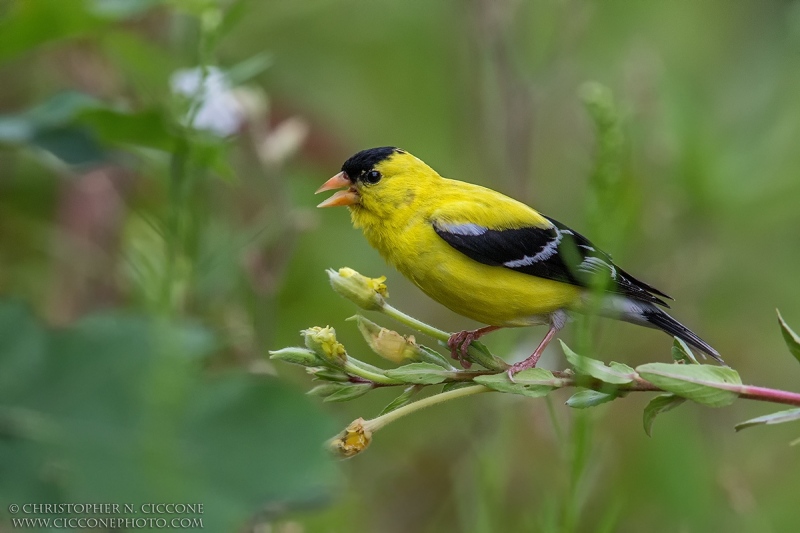 American Goldfinch