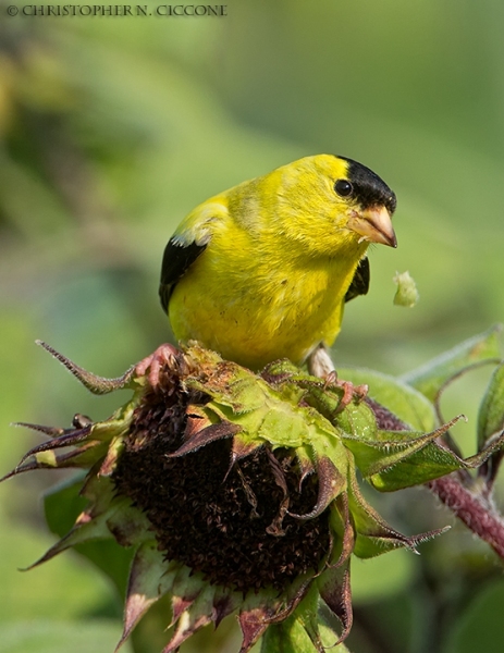 American Goldfinch