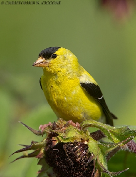 American Goldfinch