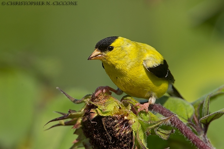 American Goldfinch