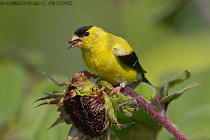 American Goldfinch