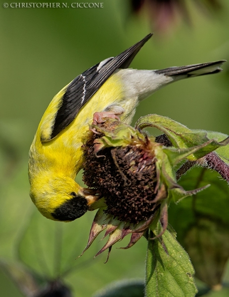 American Goldfinch