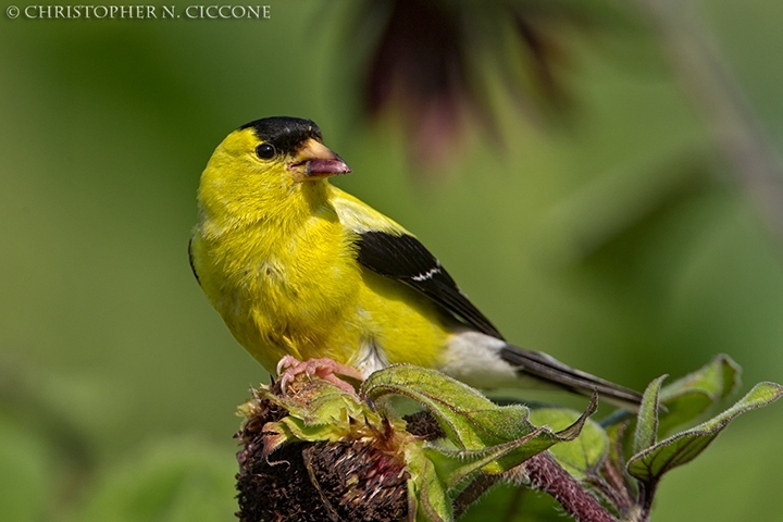 American Goldfinch