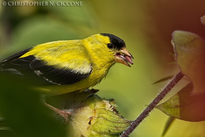 American Goldfinch