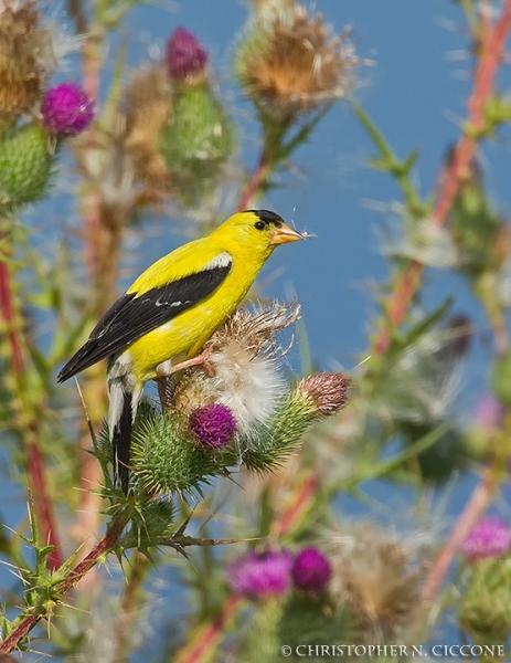 American Goldfinch