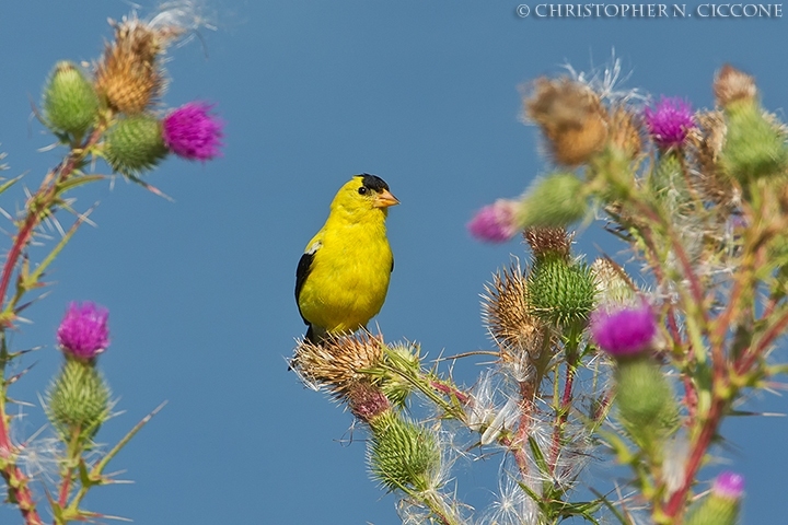 American Goldfinch