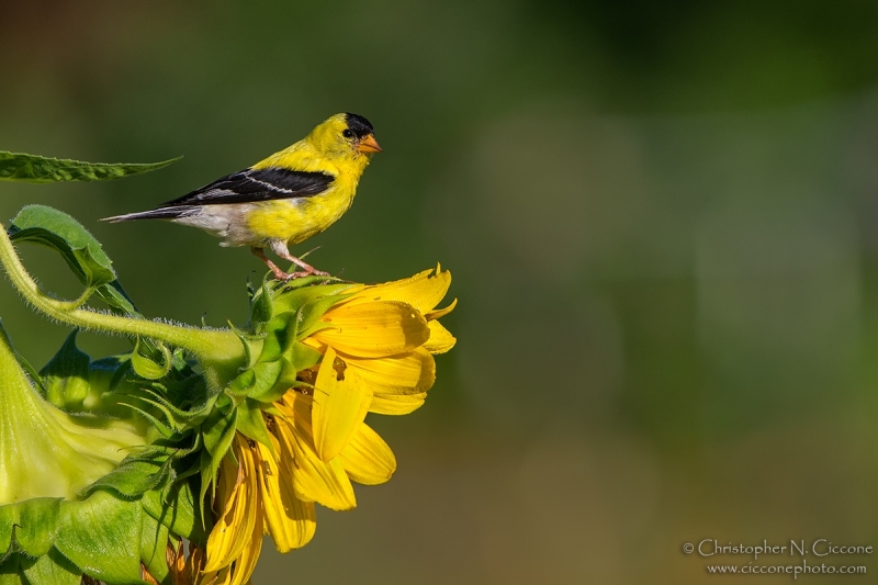 American Goldfinch