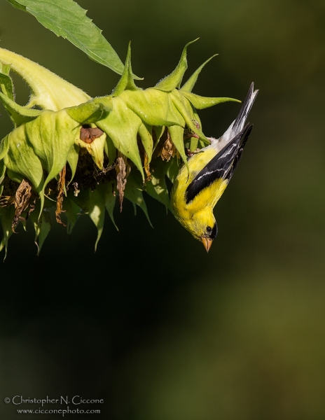 American Goldfinch