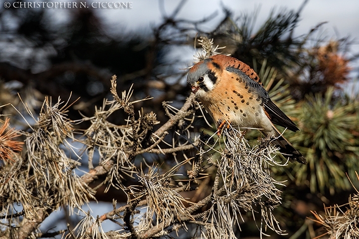 American Kestrel