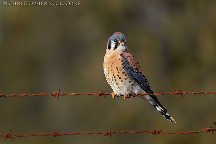 American Kestrel