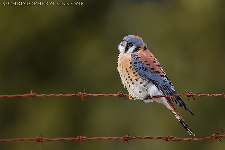 American Kestrel