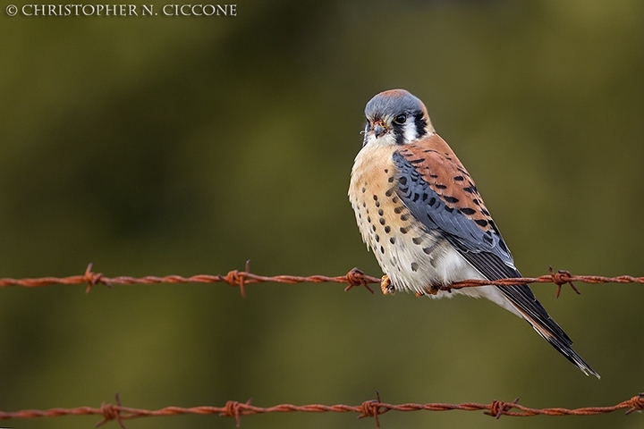 American Kestrel