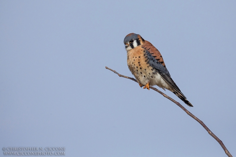 American Kestrel