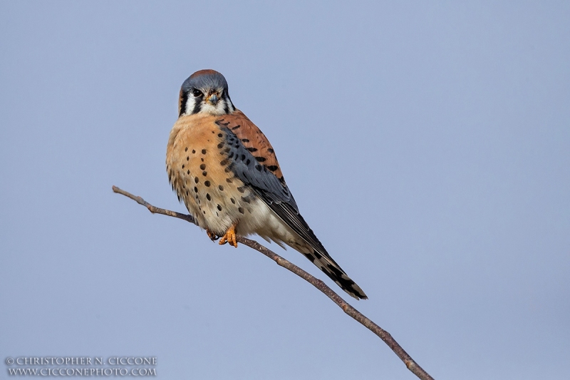 American Kestrel