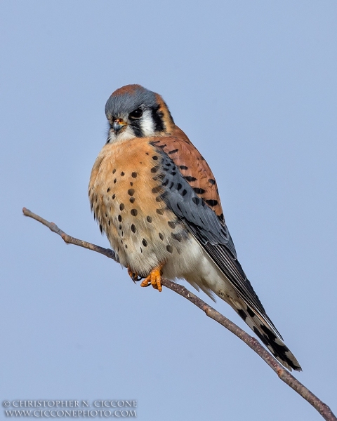 American Kestrel